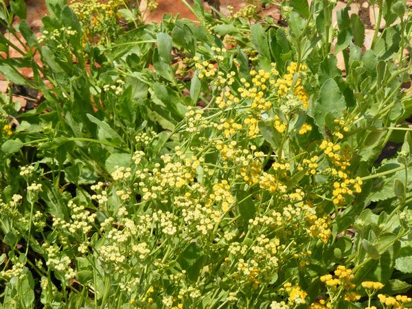 Tanacetum balsamita
